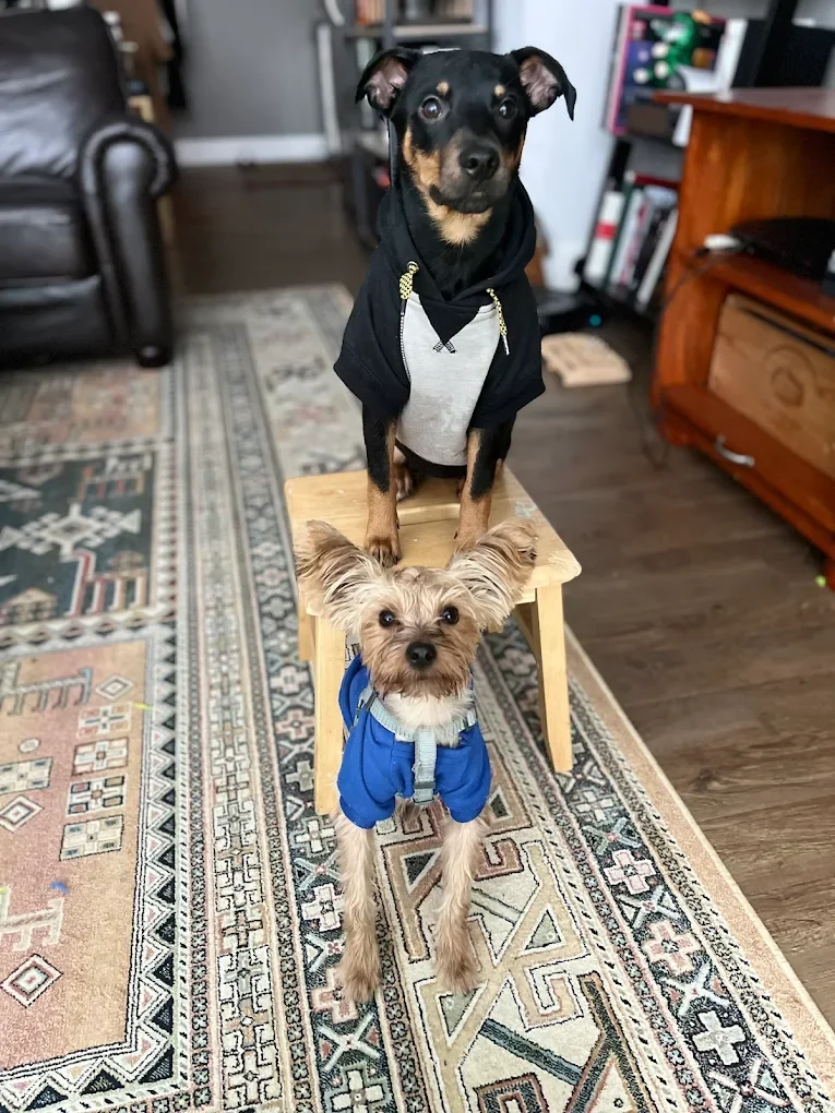 Paw'CiergedogwalkingservicesDC