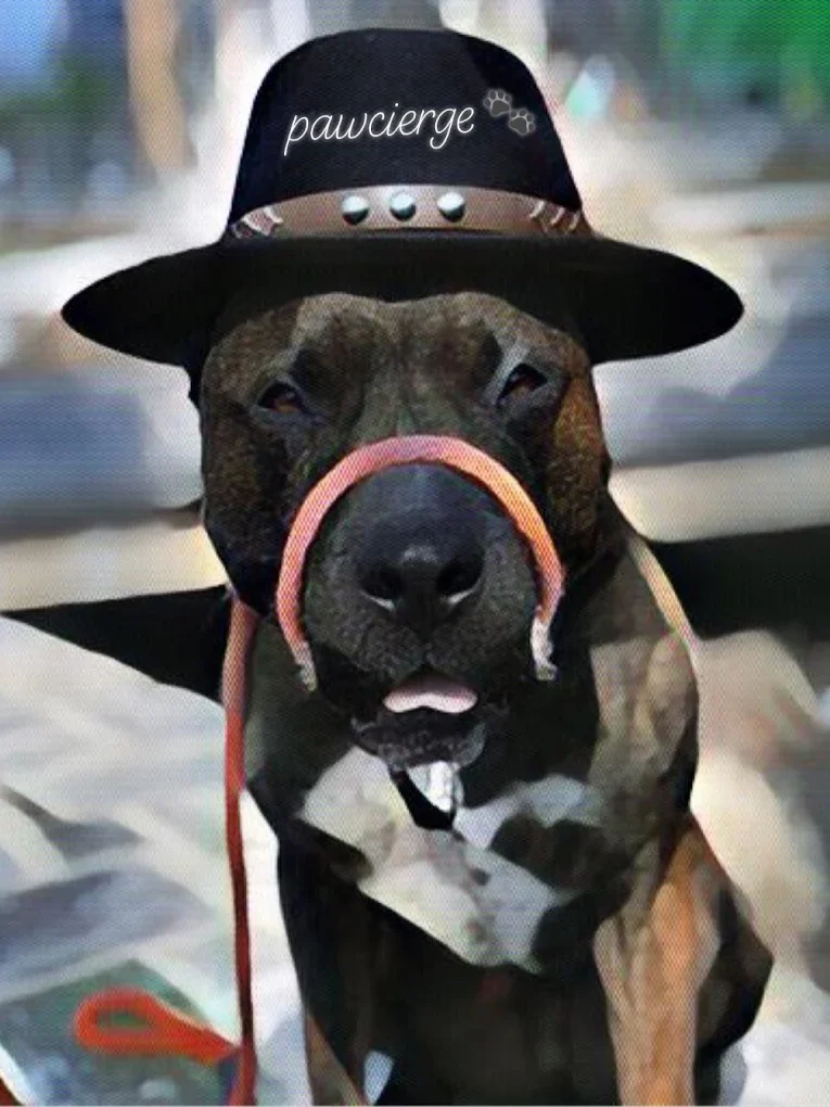 Pawciergedogwalking2